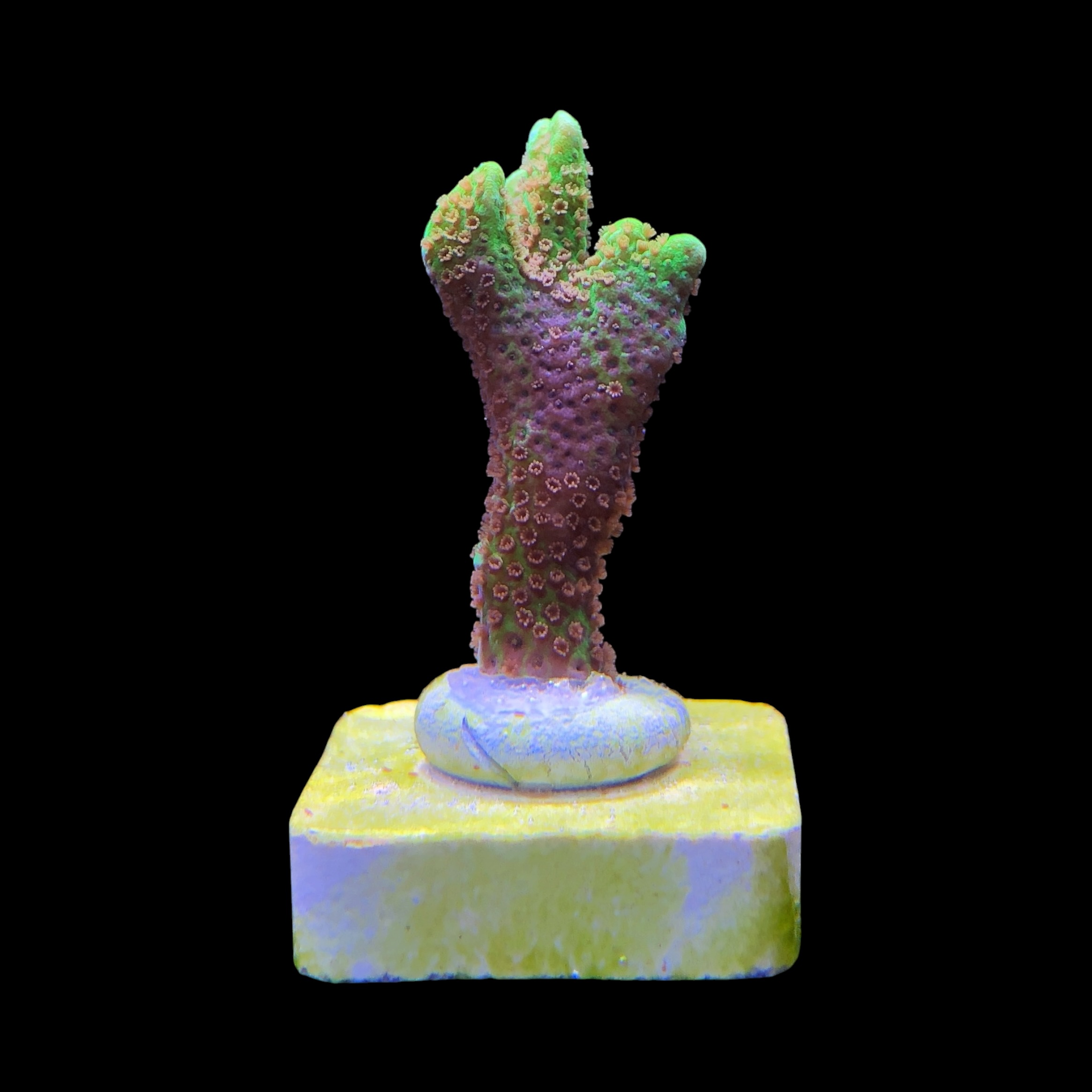 Montipora Confusa Lemon (Spongodes) M - Imagem 2