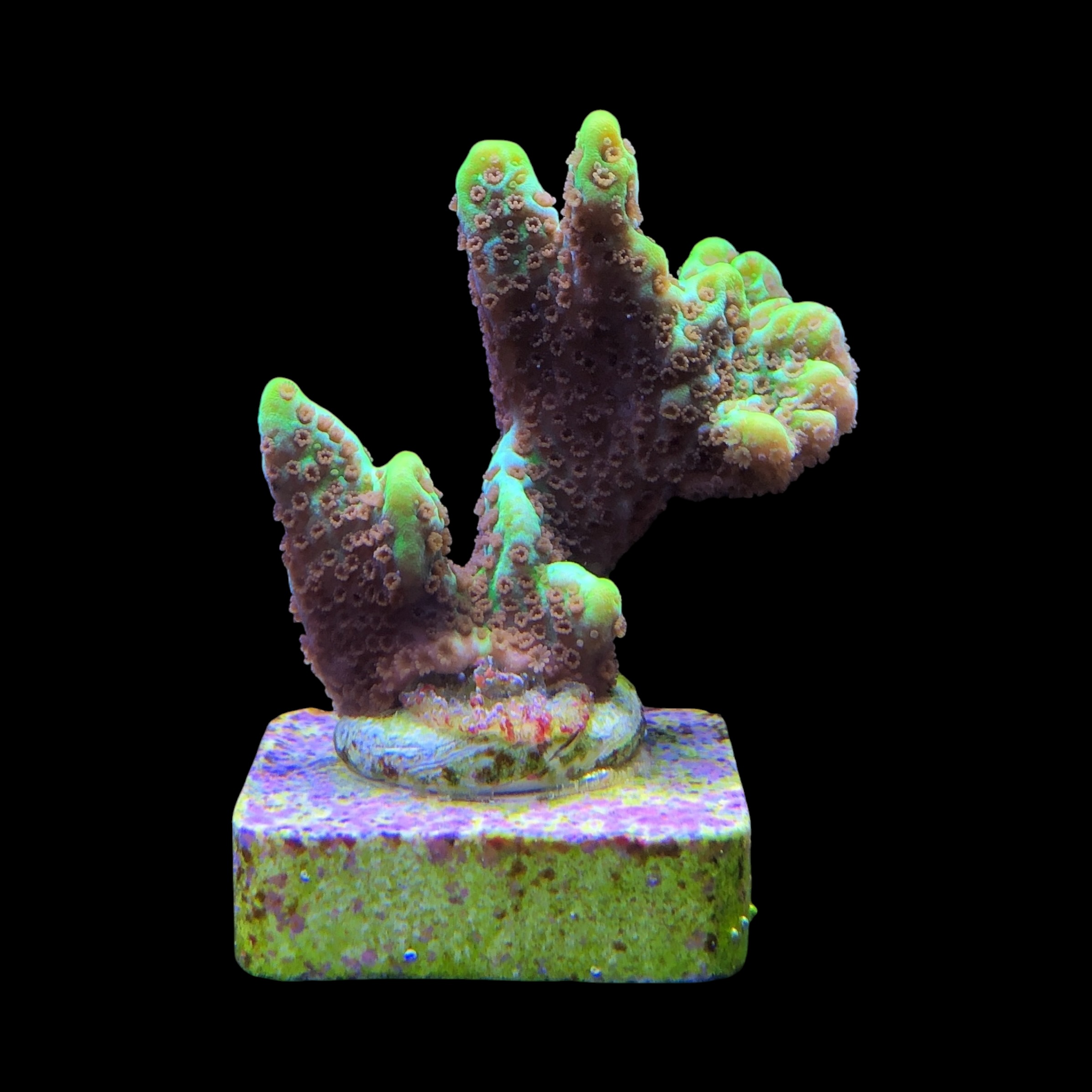 Montipora Confusa Lemon (Spongodes) M - Imagem 2