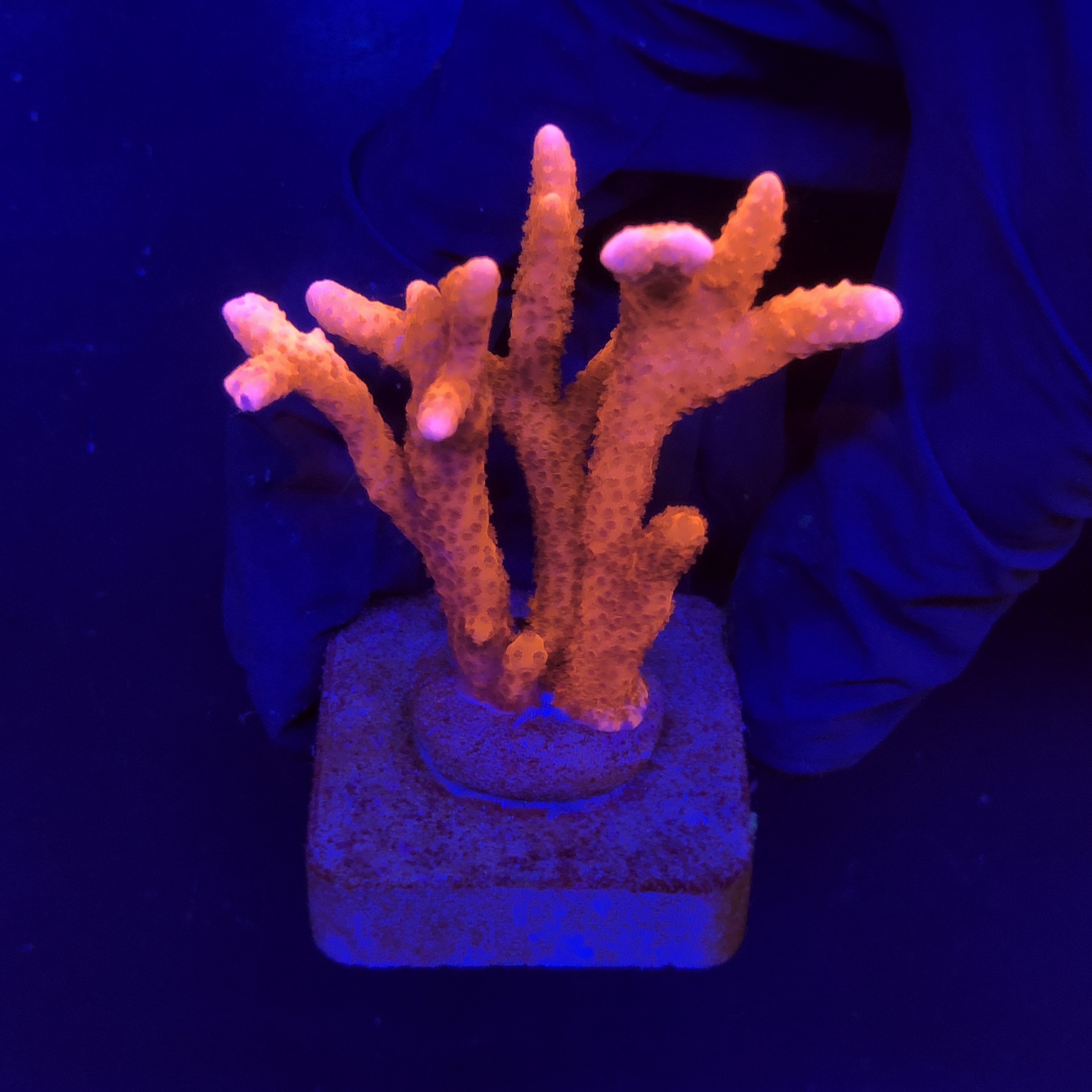 Montipora Digitada Laranja M