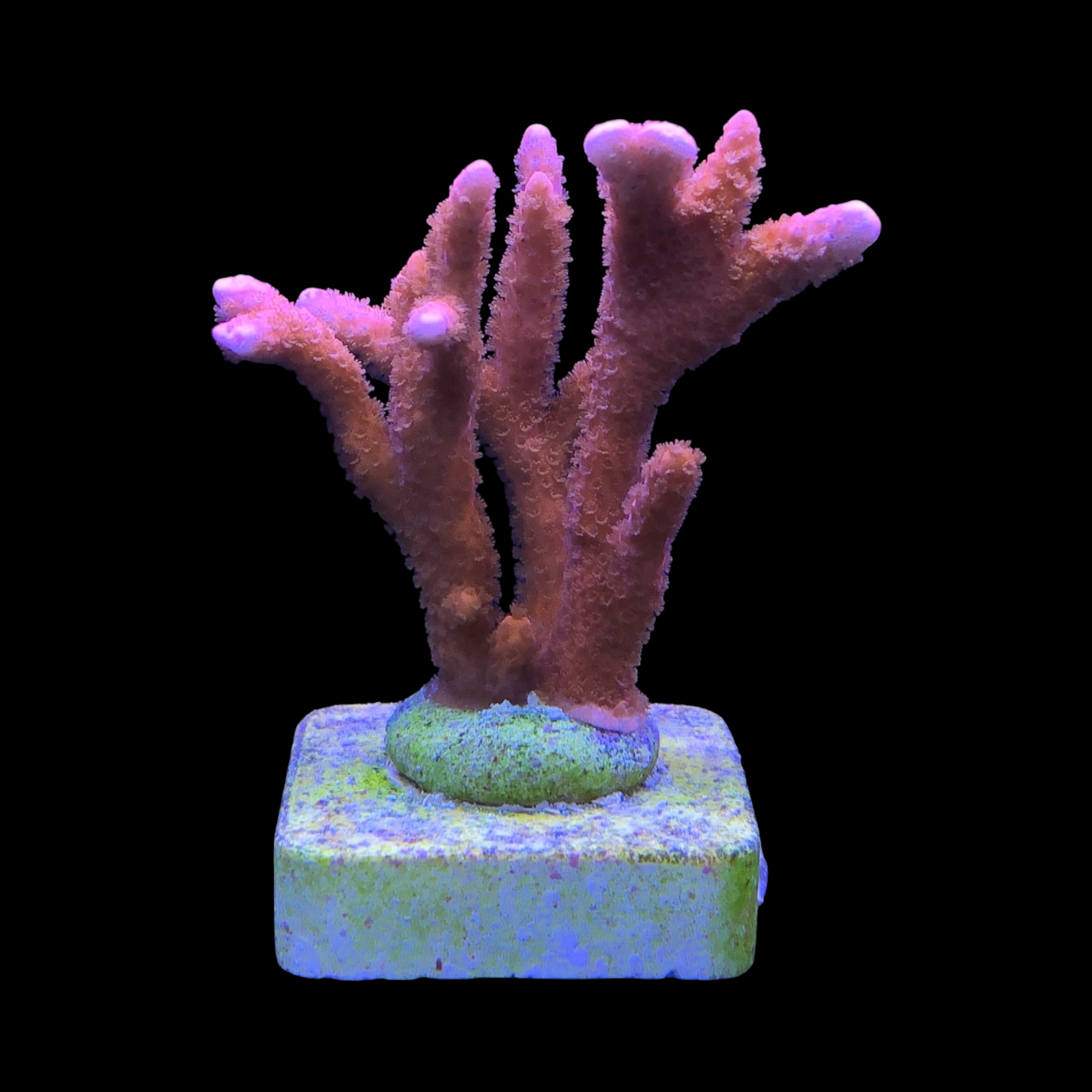 Montipora Digitada Laranja M - Imagem 2