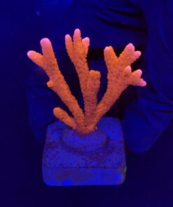 Montipora Digitada Laranja M
