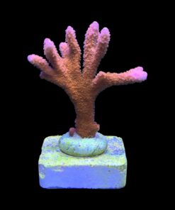 Alternative view of Montipora Digitada Laranja M