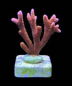 Alternative view of Montipora Digitada Laranja M