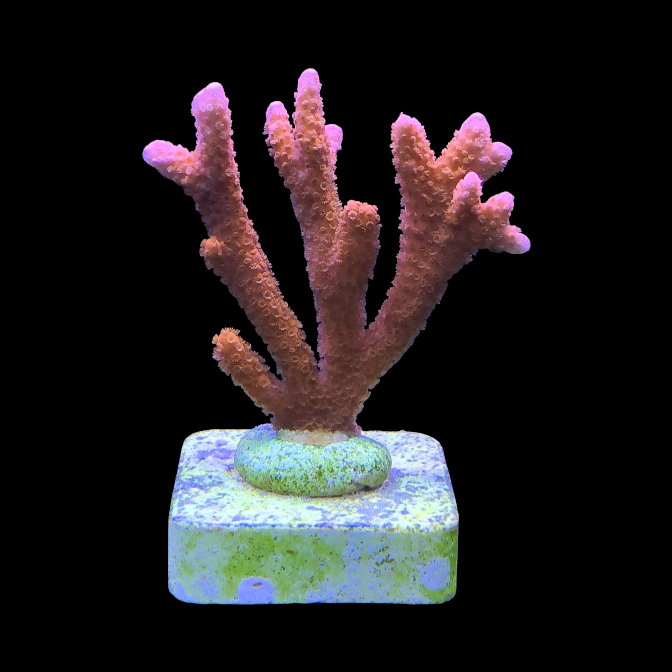 Montipora Digitada Laranja M - Imagem 2
