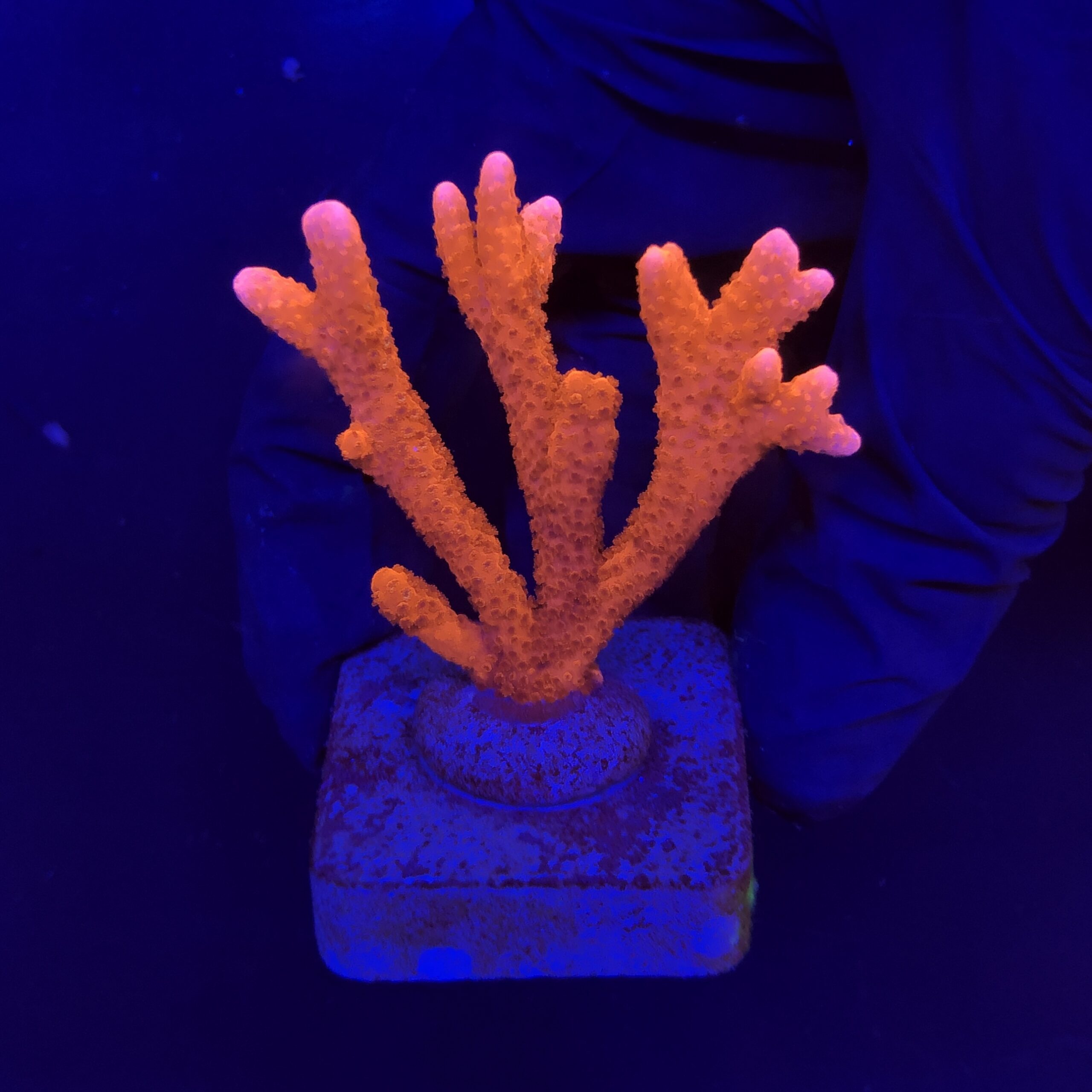 Montipora Digitada Laranja M