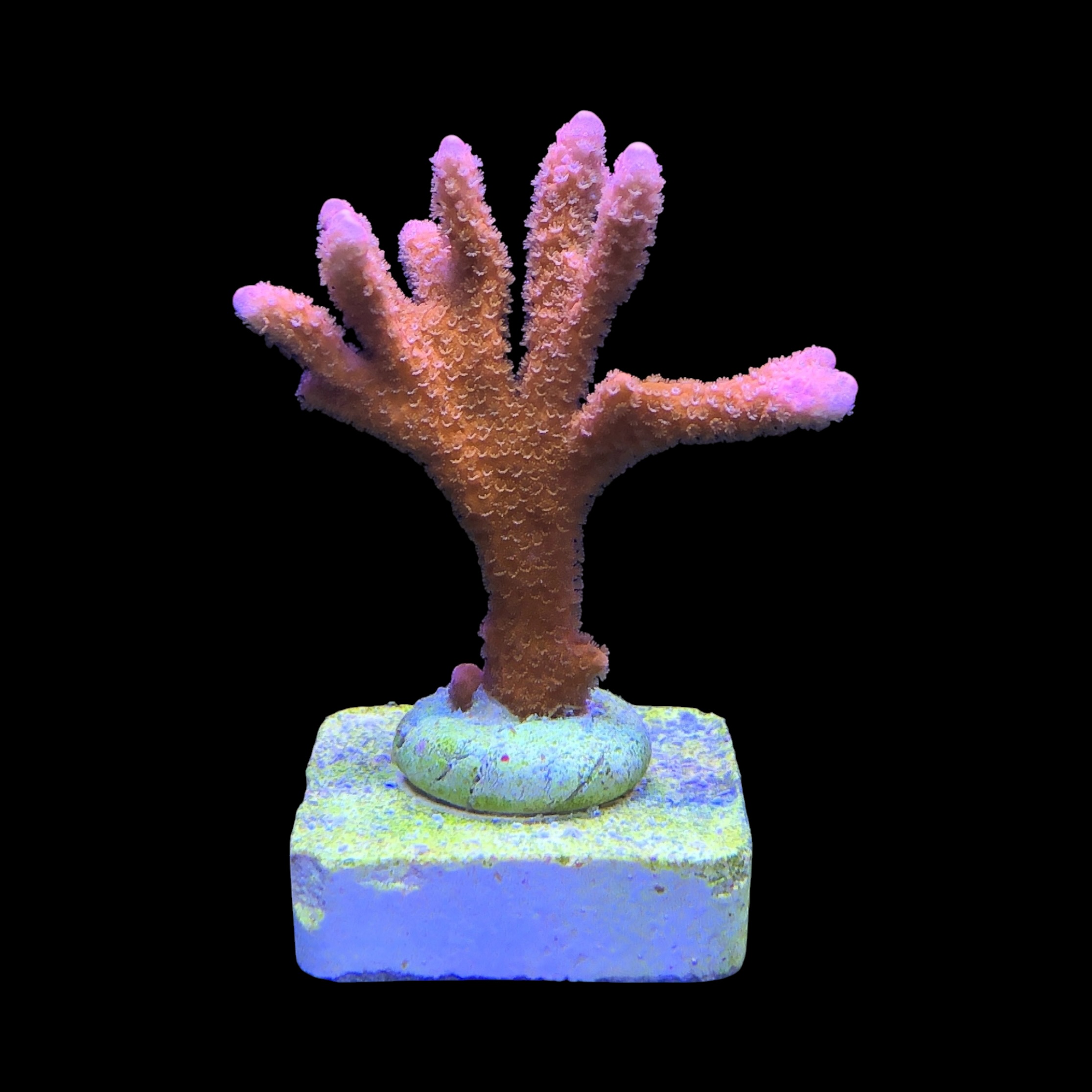 Montipora Digitada Laranja M - Imagem 2