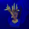 Montipora Forest Fire Mini Colônia