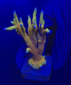 Montipora Forest Fire Mini Colônia