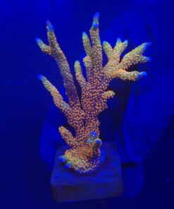 Montipora Forest Fire Mini Colônia