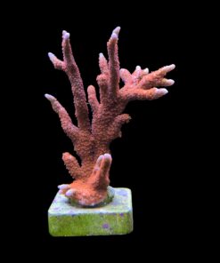 Alternative view of Montipora Forest Fire Mini Colônia