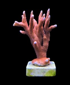 Alternative view of Montipora Forest Fire Mini Colônia