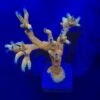 Montipora Forest Fire Mini Colônia
