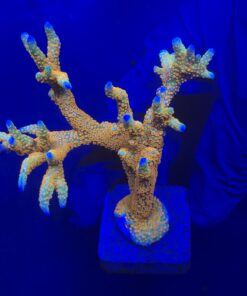 Montipora Forest Fire Mini Colônia