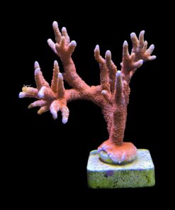 Alternative view of Montipora Forest Fire Mini Colônia