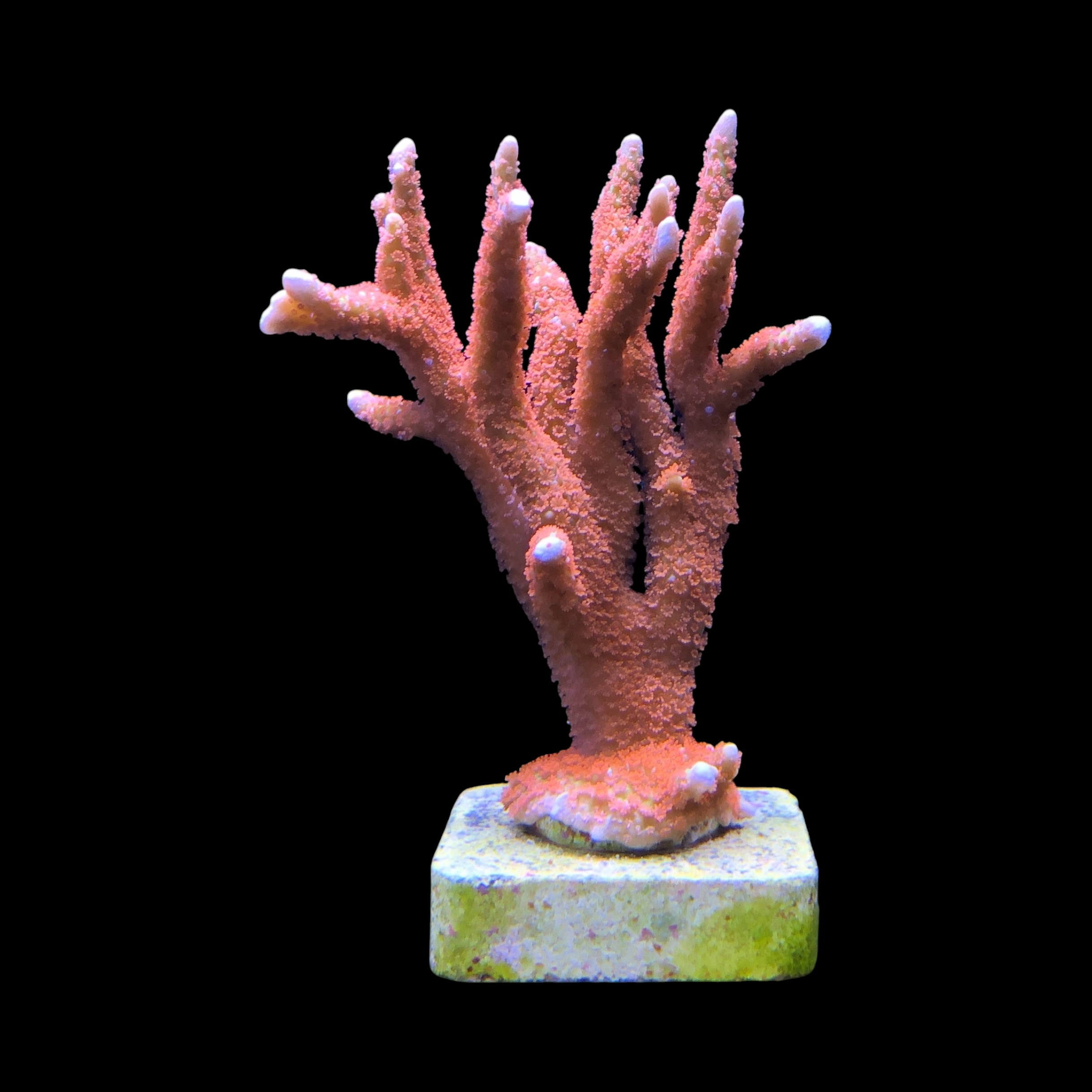 Montipora Forest Fire Mini Colônia - Imagem 2