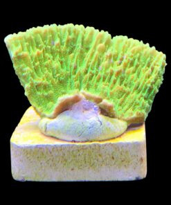 Alternative view of Montipora Capricórnio Kryptonita M