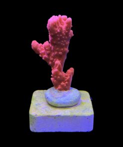 Montipora Setosa M
