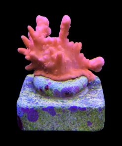 Montipora Setosa M