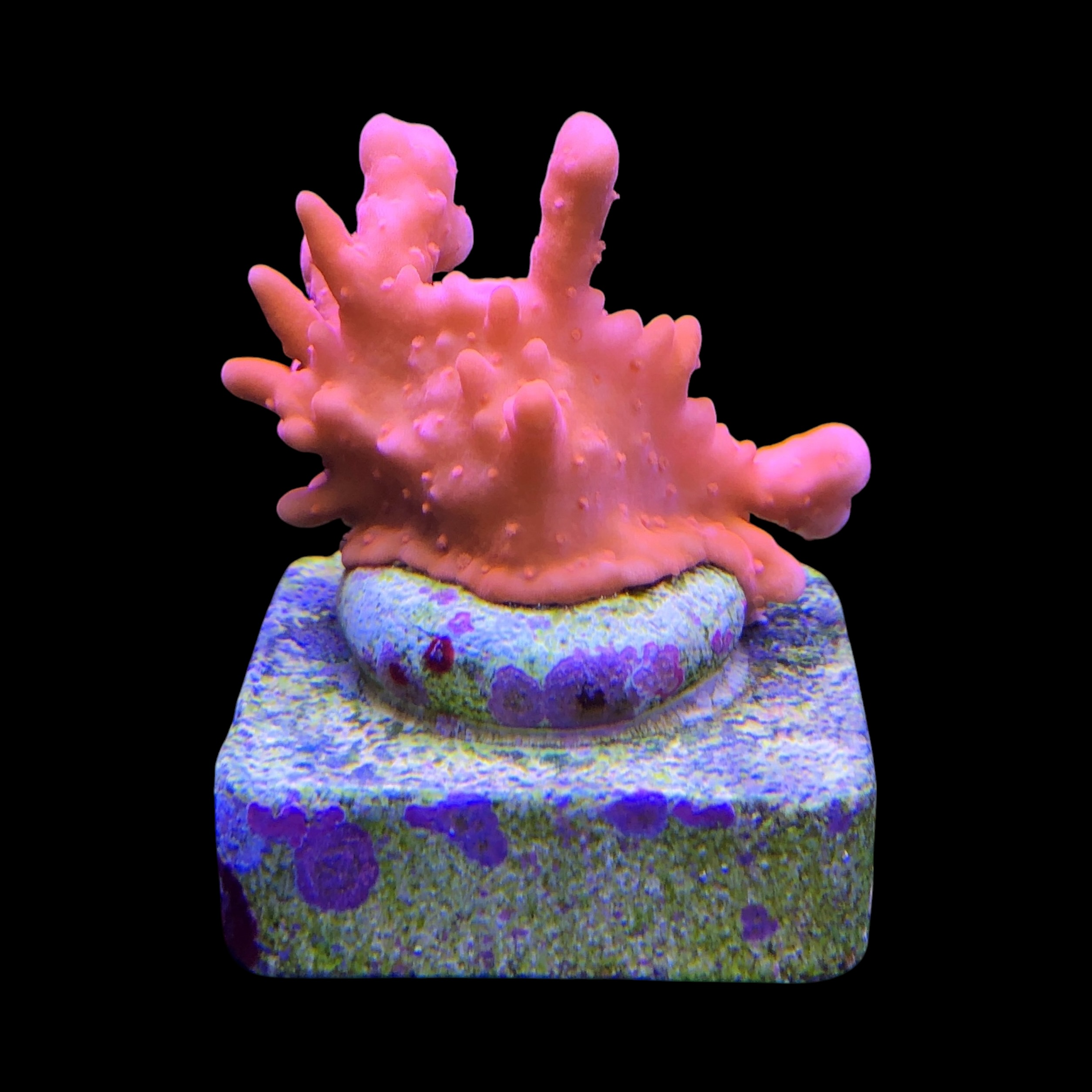 Montipora Setosa M