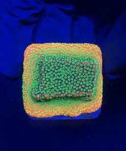Montipora Sunset M