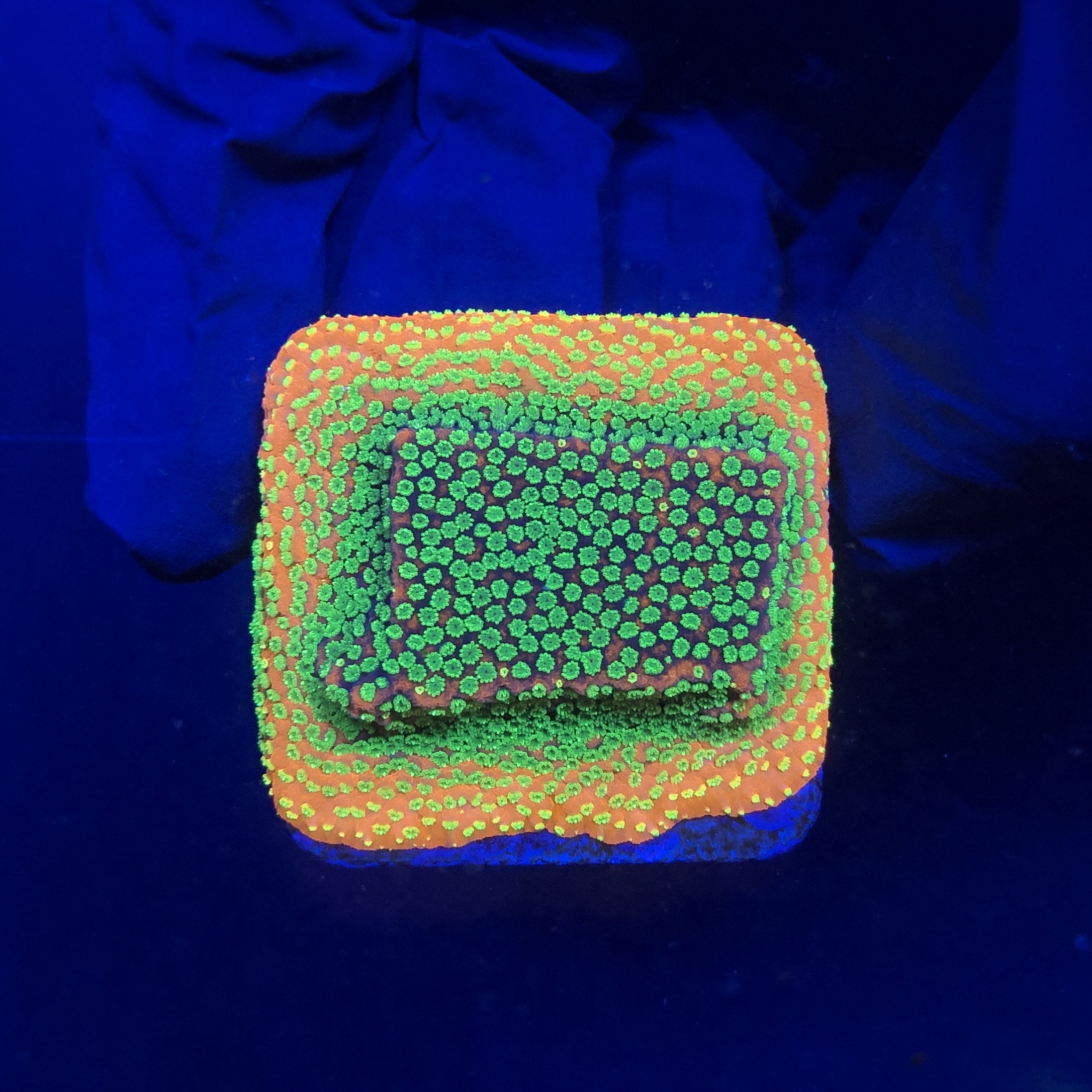 Montipora Sunset M