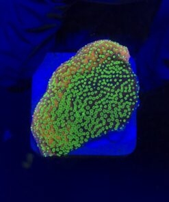 Montipora Sunset M