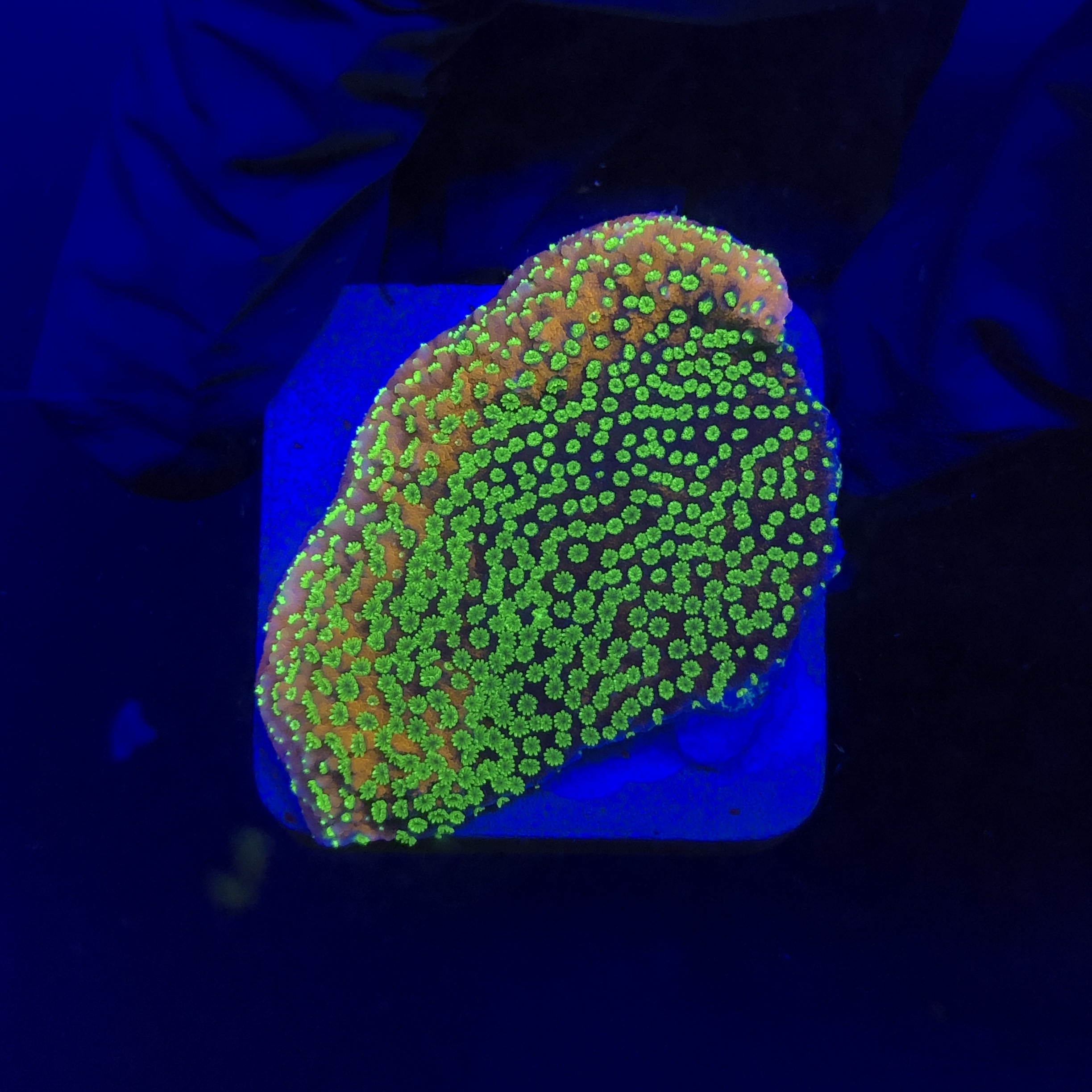 Montipora Sunset M