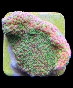 Alternative view of Montipora Sunset M