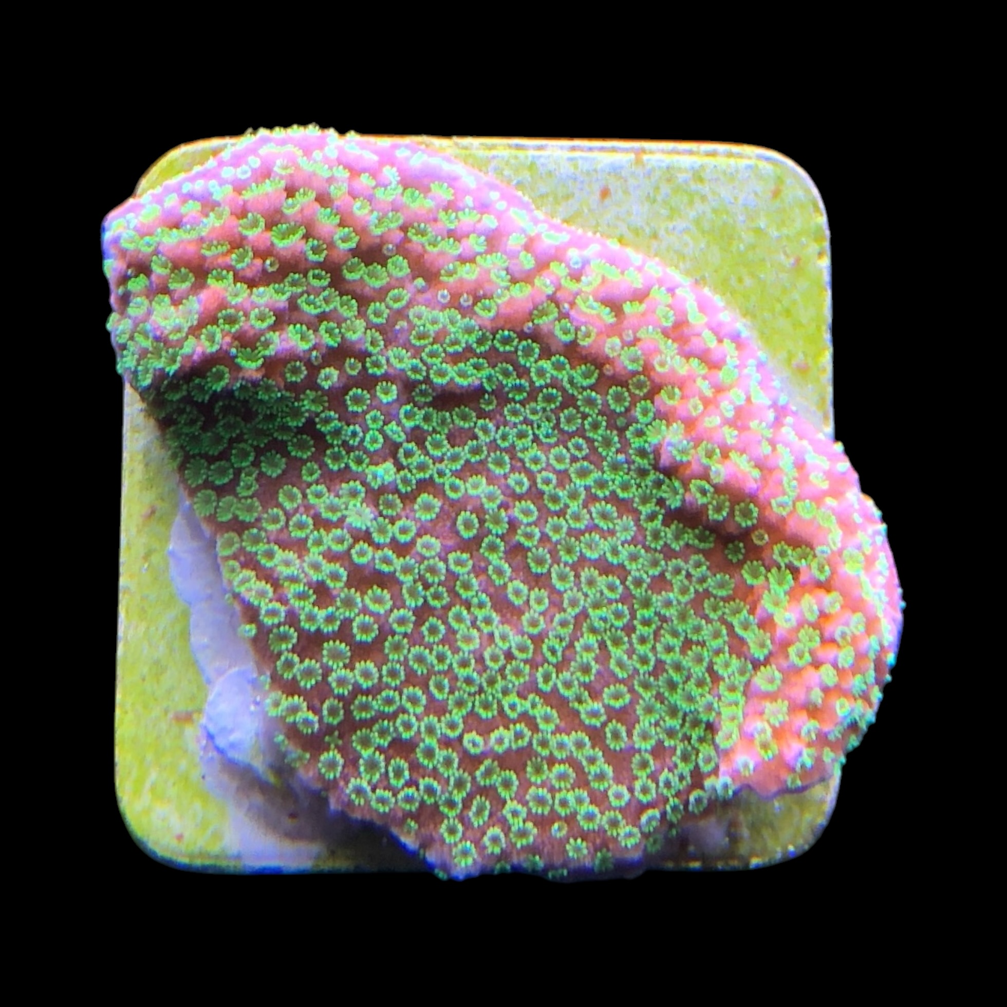 Montipora Sunset M - Imagem 2
