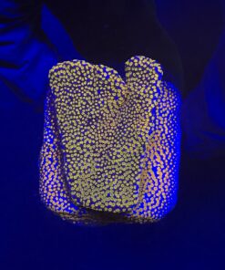 Montipora Superman M