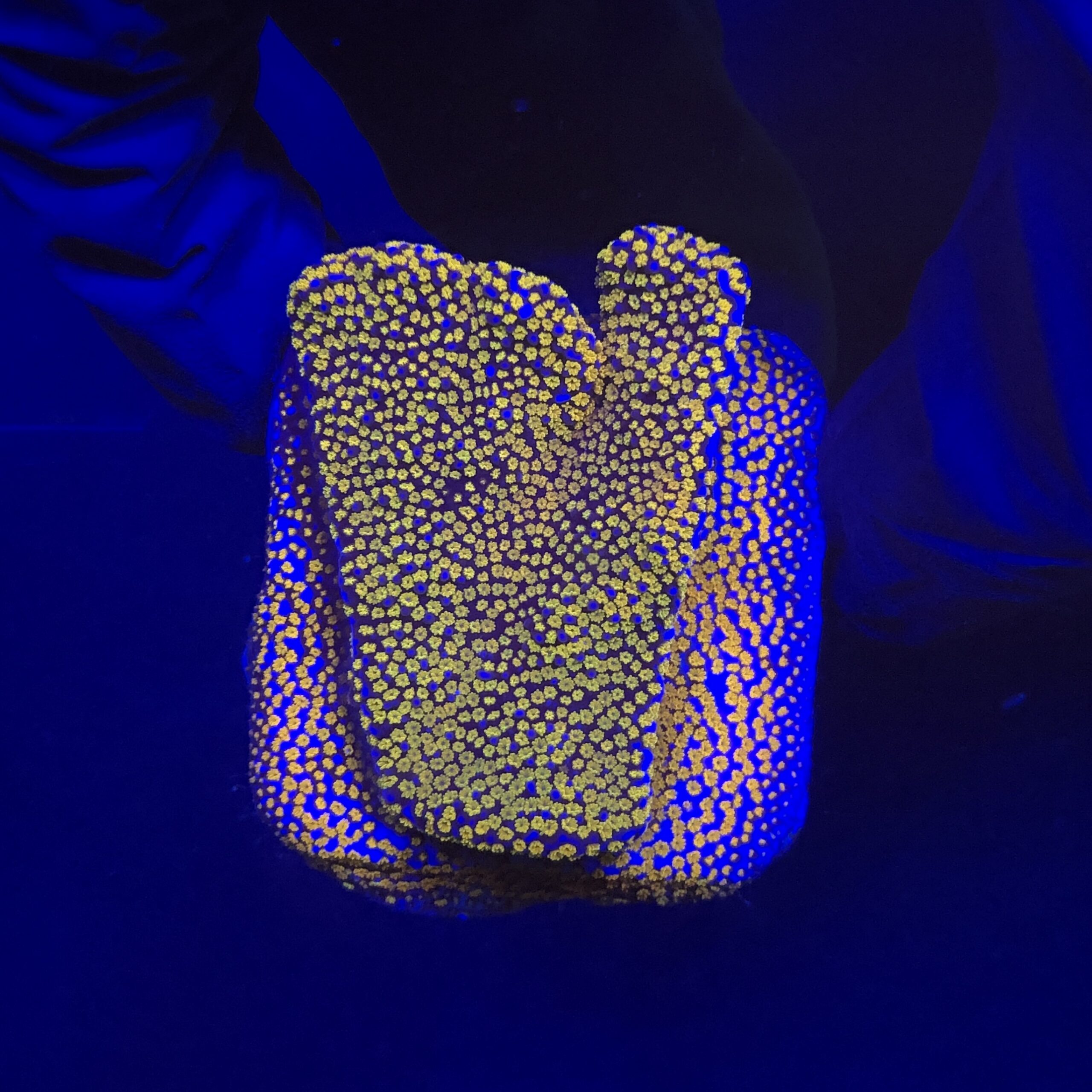 Montipora Superman M