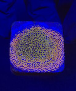 Montipora Superman M