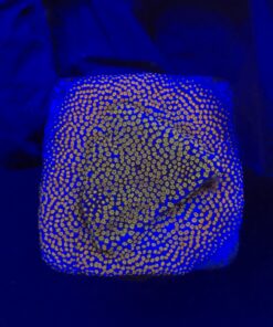 Montipora Superman M