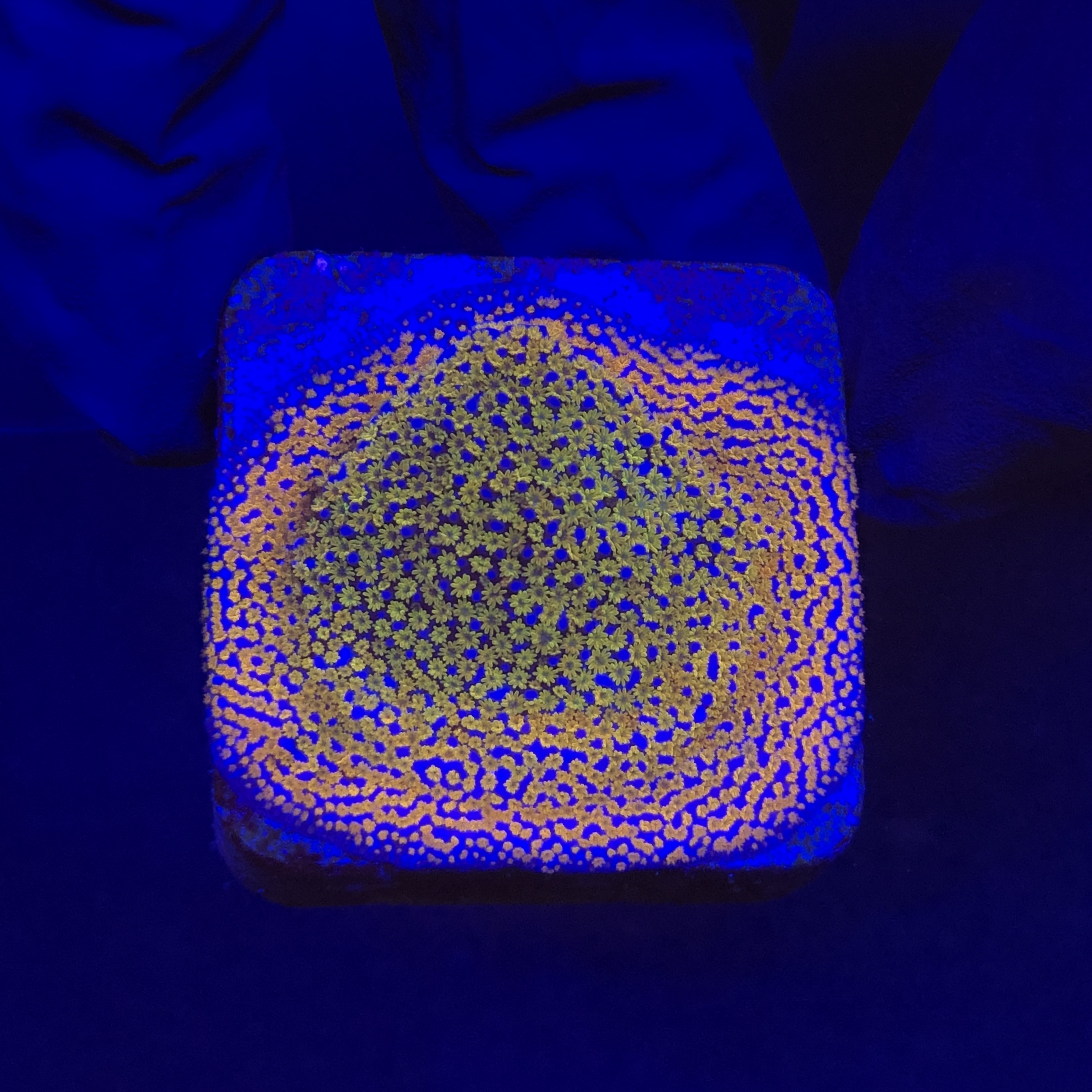 Montipora Superman M