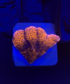 Montipora Superman Reverse (Mystic) M