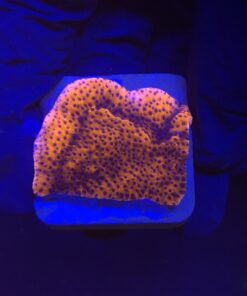 Montipora Superman Reverse (Mystic) M