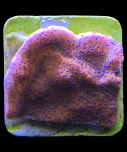 Alternative view of Montipora Superman Reverse (Mystic) M
