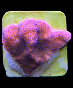 Alternative view of Montipora Superman Reverse (Mystic) M