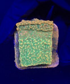 Montipora Tropic Thunder M