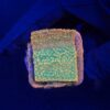 Montipora Tropic Thunder M