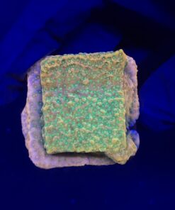 Montipora Tropic Thunder M