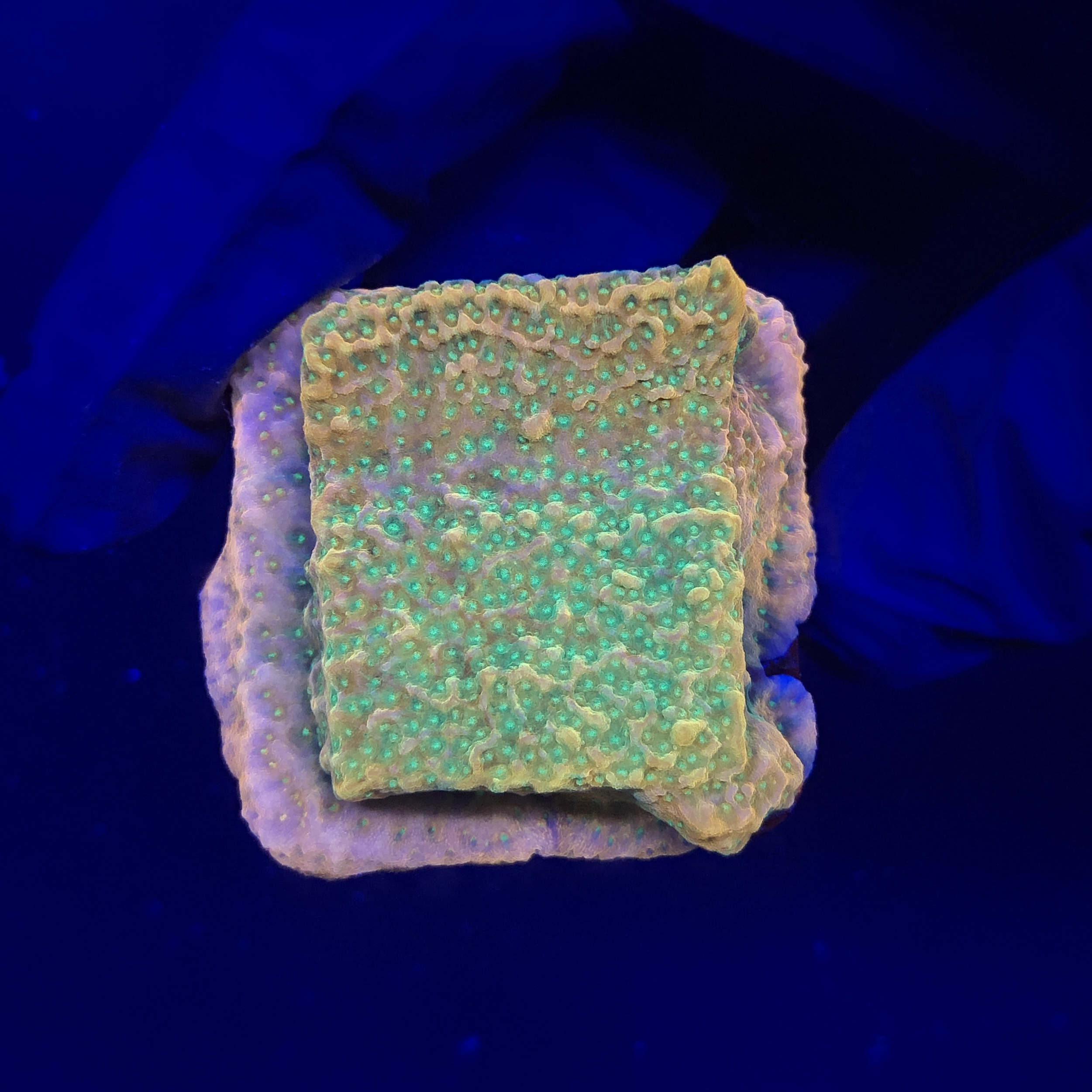 Montipora Tropic Thunder M