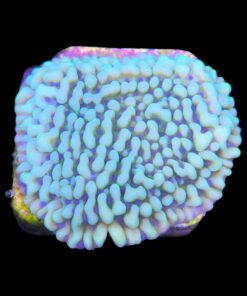 Alternative view of Montipora Undata Green Purple Polyps M