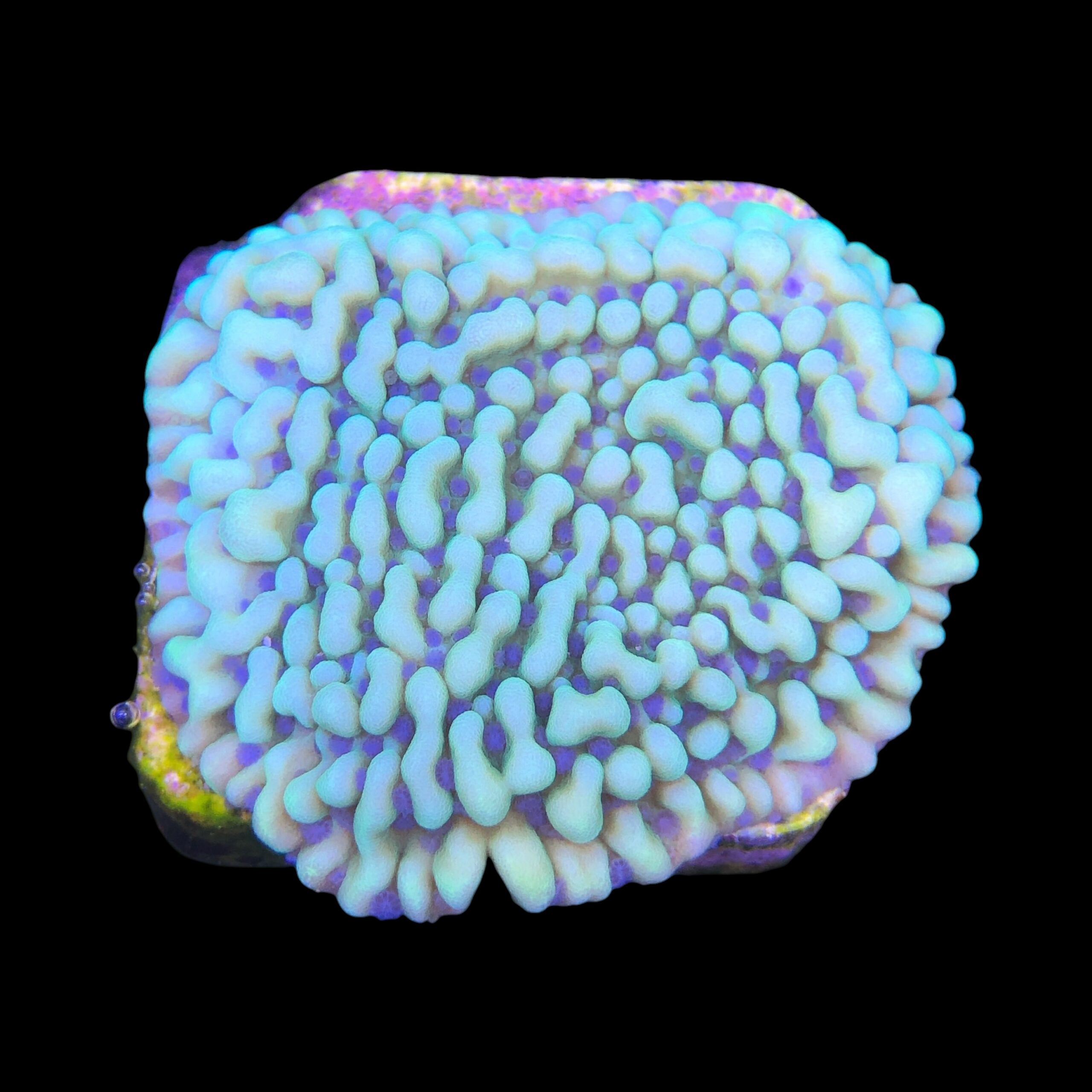 Montipora Undata Green Purple Polyps M - Imagem 2