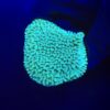 Montipora Undata Green Purple Polyps M