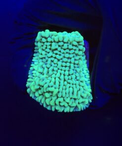 Montipora Undata Green Purple Polyps M