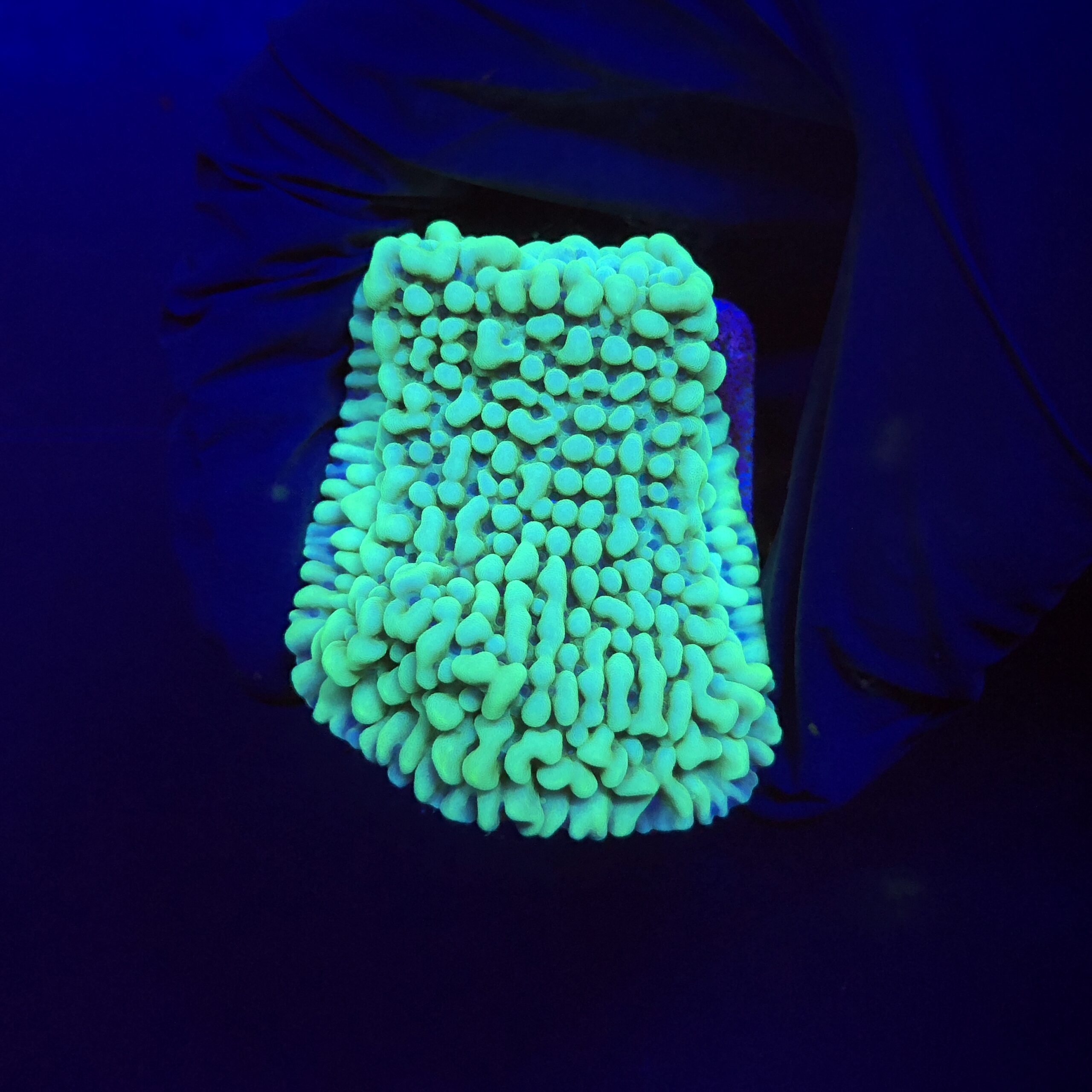 Montipora Undata Green Purple Polyps M