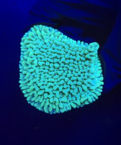 Montipora Undata Green Purple Polyps M