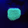 Montipora Undata Green Purple Polyps M