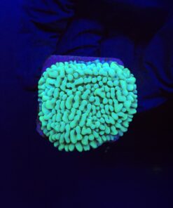 Montipora Undata Green Purple Polyps M